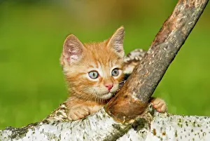 Climbs: Domestic cats, kittens climb on a birch branch