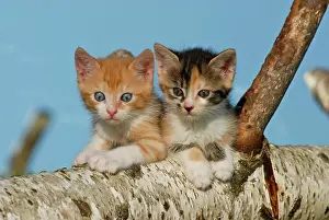 230518: Two domestic cats, kittens climbing on a birch log