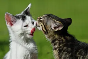 Away: Domestic cats, kittens licking each other's face