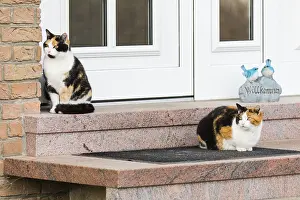 Siblings: Domestic Cats - siblings sitting in front of house