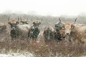 Overflakkee: Domestic Cattle