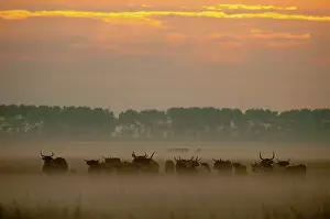 Overflakkee: Domestic Cattle