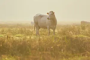 Diep: Domestic Cattle