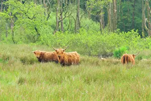 Esdorp: Domestic Cattle