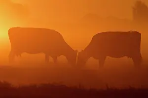 Polder: Domestic Cattle