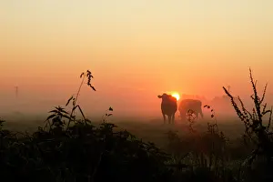 Polder: Domestic Cattle