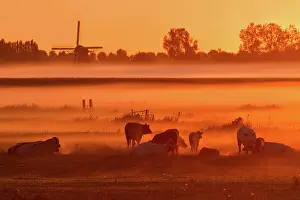 Polder: Domestic Cattle