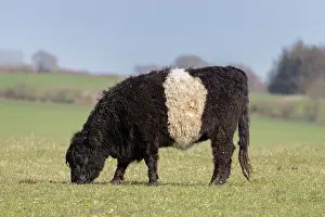 Taurus: Domestic cattle, Belted Galloway - cow standing