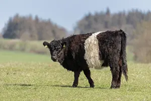 Taurus: Domestic cattle, Belted Galloway - cow standing