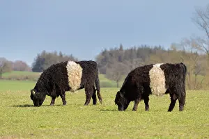 Taurus: Domestic cattle, Belted Galloway - cows standing
