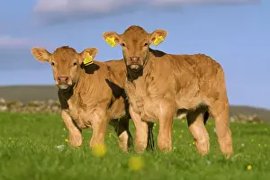 Cumbria: Domestic Cattle, Blonde dAquitaine, two calves