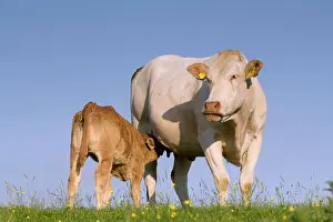 Cumbria: Domestic Cattle, Blonde dAquitaine, cow and calf
