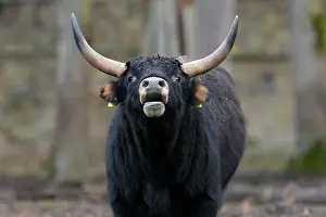 Primigenius: Domestic cattle (Bos primigenius), primal animal