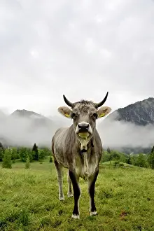 Oberallgu: Domestic Cattle (Bos primigenius taurus) on an alpine