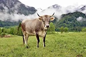 Oberallgu: Domestic Cattle (Bos primigenius taurus) on an alpine