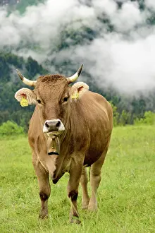 Oberallgu: Domestic Cattle (Bos primigenius taurus) on an alpine
