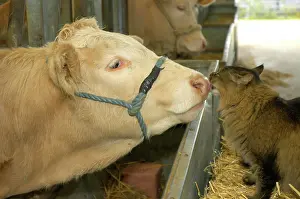 Licked: Domestic Cattle (Bos primigenius taurus), Blonde