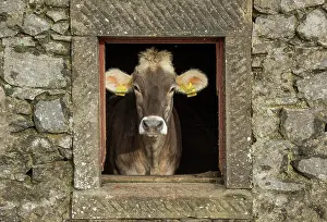 Comical: Domestic Cattle (Bos primigenius taurus), Brown