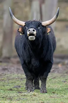 Primigenius: Domestic cattle (Bos primigenius), Ur in a meadow