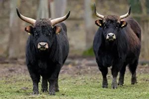 Primigenius: Two domestic cattle (Bos primigenius), Ur in a meadow