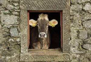 Milk: Domestic cattle, Brown Swiss, dairy cow, view through