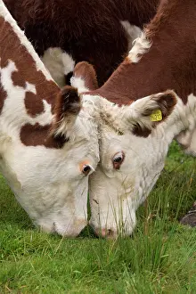 Mutual: Domestic cattle, Hereford calves, close-up of heads