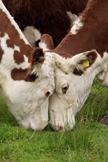 Meat: Domestic Cattle, Hereford calves, close-up of heads