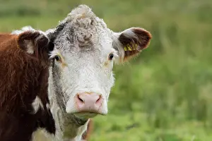 Meat: Domestic Cattle, Hereford cow, close-up of head