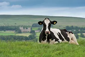 Silence: Domestic Cattle, Holstein Friesian cow, resting