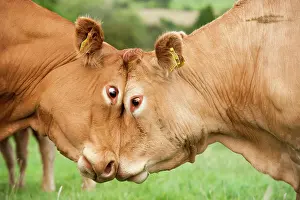 Limousin: Domestic cattle, Limousin cows, close up of heads