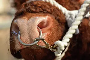 Sell: Domestic cattle, Luing bull, close-up of nose with