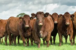 Meat: Domestic Cattle, Luing, herd standing in pasture