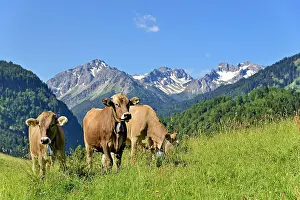 Oberallgu: Domestic Cattles (Bos primigenius taurus) grazing