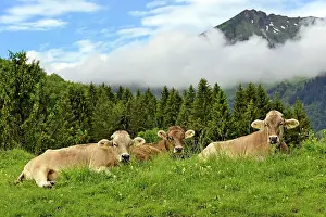 Oberallgu: Domestic Cattles (Bos primigenius taurus) lying