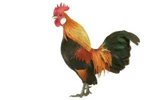 Crowing: Domestic Chicken