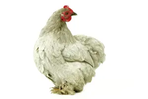 Bantams: Domestic Chicken