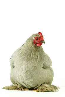 Bantams: Domestic Chicken