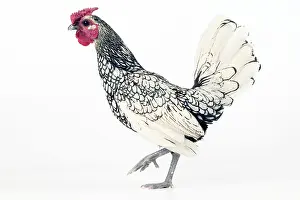 Plated: Domestic Chicken