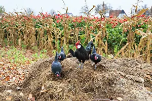 Attractive: Domestic Chicken