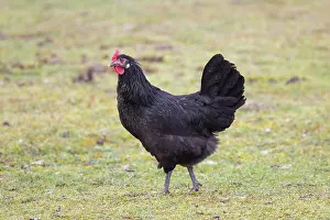 Chicken: Domestic chicken