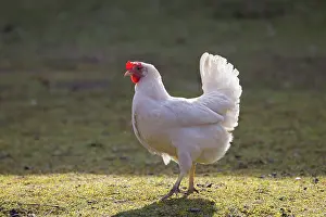 Chicken: Domestic chicken