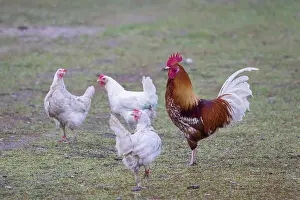 Chicken: Domestic chicken