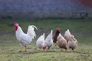 Chicken: Domestic chicken