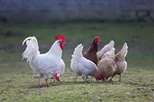Chicken: Domestic chicken