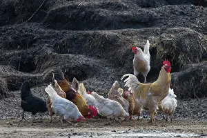 Chicken: Domestic chicken