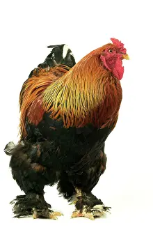 Brahma: Domestic CHICKEN - Brahma perdrix' breed