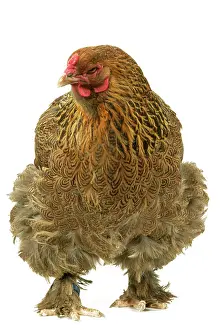 Brama: Domestic CHICKEN - Brama perdrix' breed
