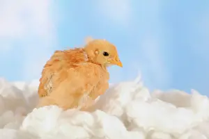 Kitsch: Domestic chicken, chick, 1 week old
