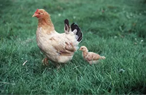 Ardea London: DOMESTIC CHICKEN - WITH CHICK