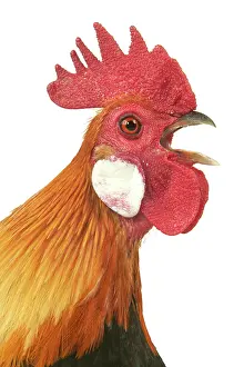 Crowing: Domestic Chicken - Close-up of head